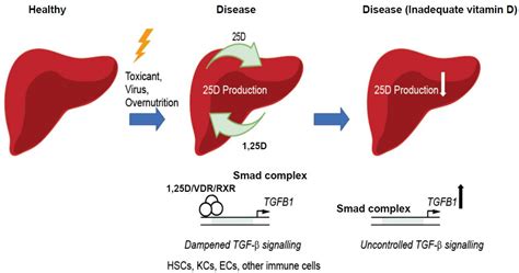 Liver Vitamin D