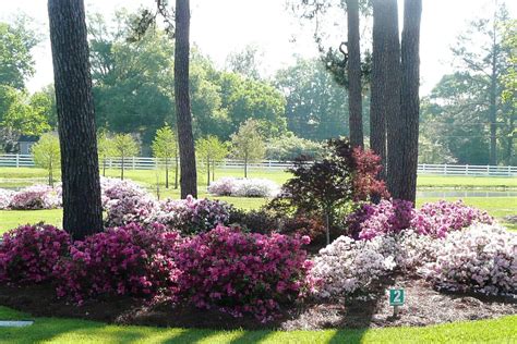 New Varieties | Encore Azalea