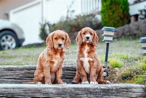 Adopt Mini Golden Retriever Puppies | Golden Cavalier Breeders