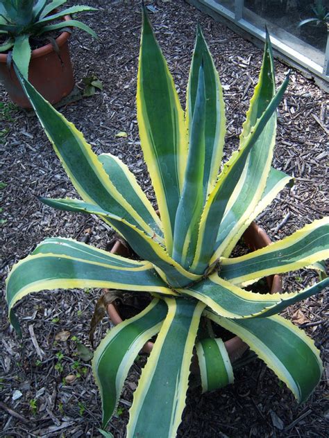 Agave americana (American Aloe, American Century Plant, Century Plant, Maguey, Mexican Soap ...