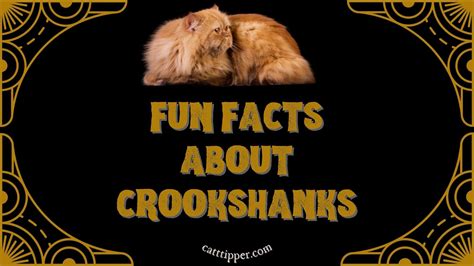 Crookshanks Cat Name {Fun Facts About Hermione Granger's Cat}