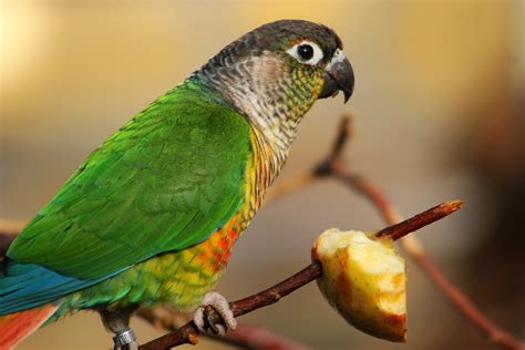 Green cheek conure parrot - how did I choose?