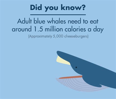 20 Interesting Facts About Blue Whale - OhFact!