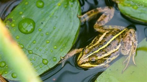 Northern pool frog project reversing extinction say experts - BBC News