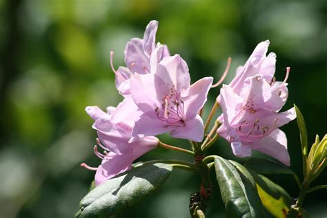 The Early Spring Flowers and Trees You Will Find in the Great Smoky ...