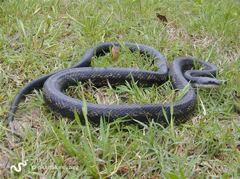 Western ratsnake