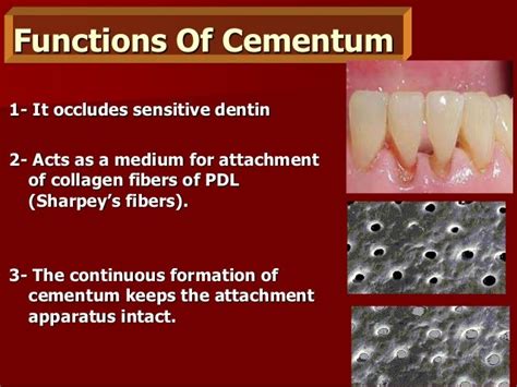 Cementum 2014