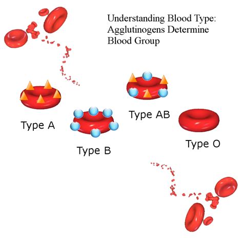 Blood Types: History, Genetics, and Percentages Around the World ...