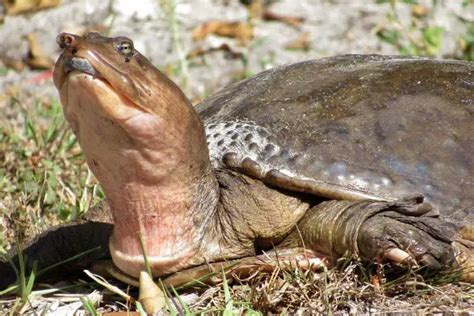 Do Florida Softshell Turtles Bite? Read If You Don’t Want Your Fingers Off!