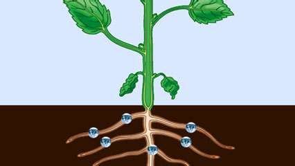 Vascular system | plant physiology | Britannica.com