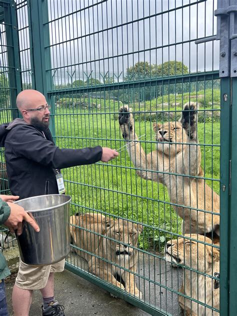 Lion Experience UK • Lion Feeding at Folly Farm