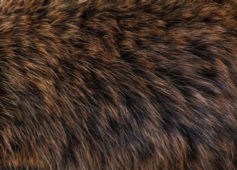 Bear Fur Texture