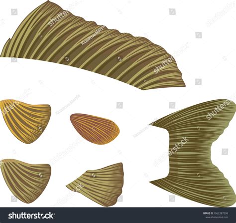 Different Types Fish Fins Isolated On Stock Vector (Royalty Free ...