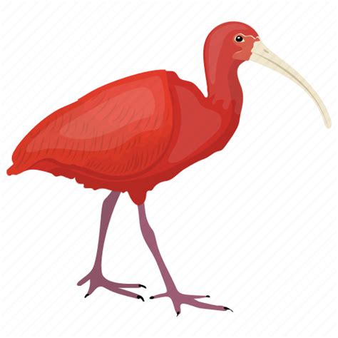 Ibis PNG Images Transparent Background | PNG Play