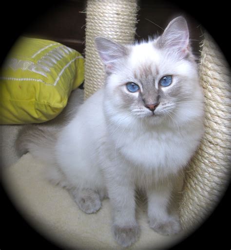 Ragdoll Kitten Blue Lynx | Kittens and puppies, Cats, Ragdoll cat