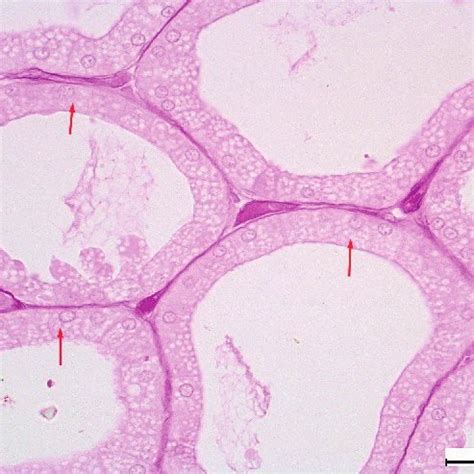 Morphometric indicators of the rabbit's Harderian gland | Download ...