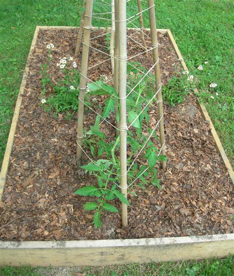 tomato supports for garden | Heirloom Tomatoes | Tomato support, Plants, Veggie garden