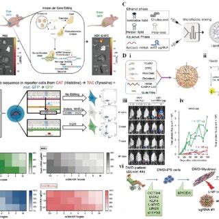 Classification of CRISPR/Cas9 delivery methods. | Download Scientific ...