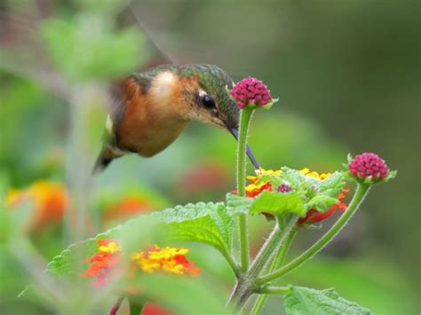 On the road: More small hummingbirds