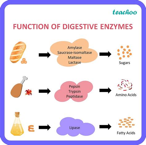 What is the function of digestive enzymes? - Life Proecess Class 10 | Enzymes biology, Digestive ...