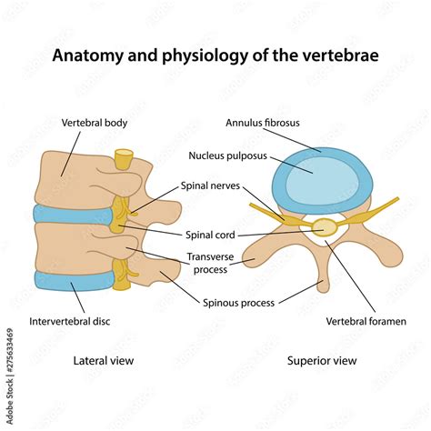 Anatomy and physiology of the vertebrae. Human vertebrae in superior ...