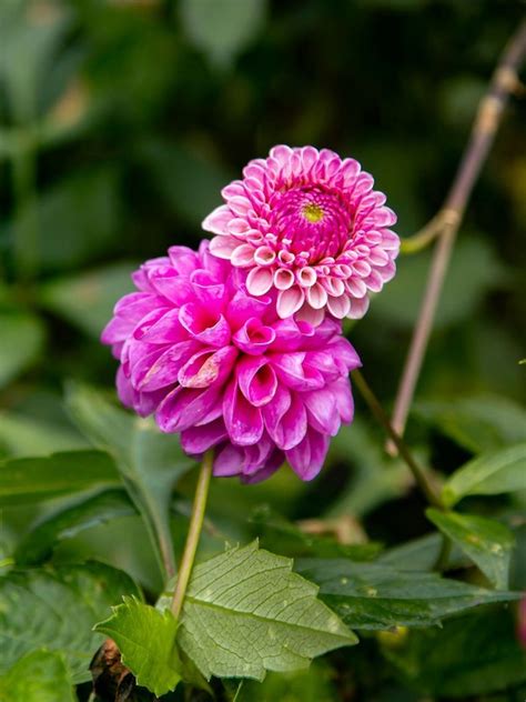 Dahlia Flower Meaning, Symbolism, and Influence - Saffron Marigold