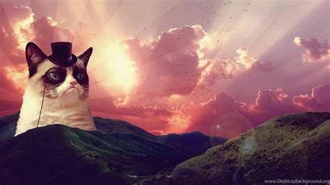 Cool Grumpy Cat Wallpaper - Cat Meme Desktop Background (#186640) - HD Wallpaper & Backgrounds ...
