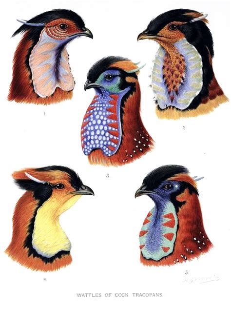 The Travelling Taxonomist - rorschachx: Tragopan Male Tragopan wattles: