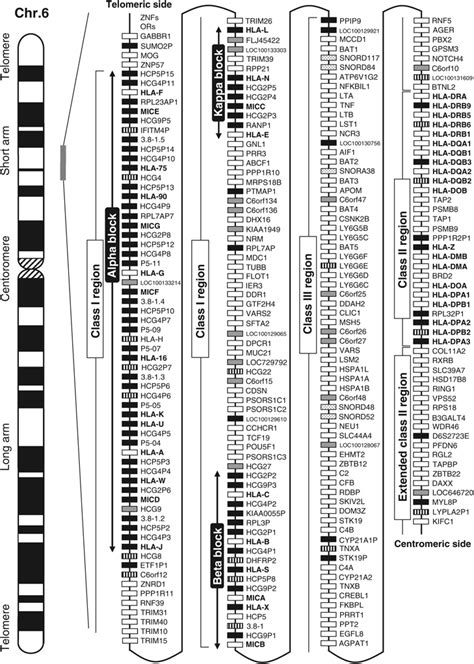 Gene map of the human leukocyte antigen (HLA) region. The major ...