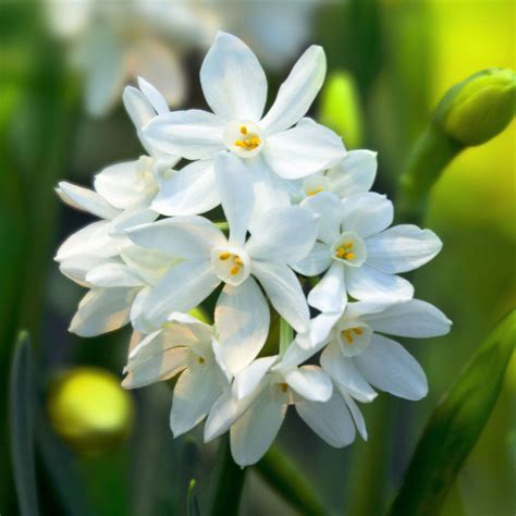 14/15 cm Narcissus Ziva Paperwhite Bulbs For Sale | Fragrant – Easy To Grow Bulbs