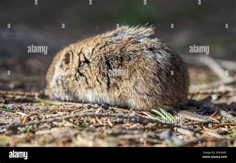 A closeup of a Common vole on the ground with a blurry background ...