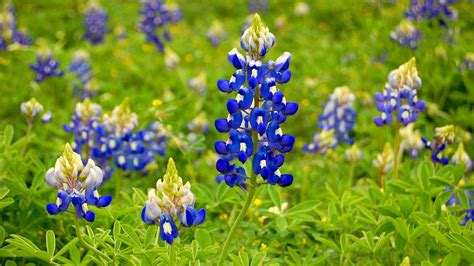 Bluebonnet Wallpapers Images Photos Pictures Backgrounds