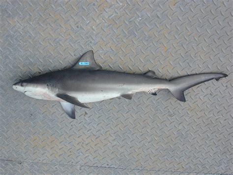 Juvenile Bull Shark* | Bull Shark (Carcharhinus leucas) - On… | Flickr
