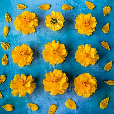 Cosmic Yellow Cosmos Seeds | Rareseeds