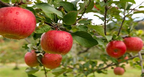 How to Teach Your Kids About the Importance of Organic – HB Farms