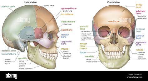 Infraorbital Canal