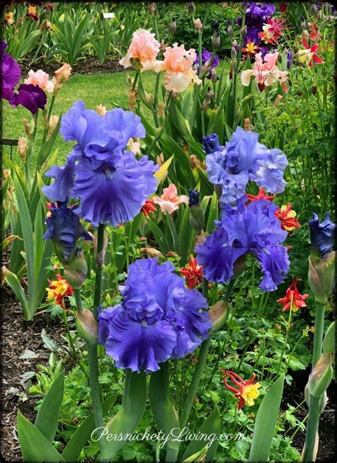 Schreiner's Iris Gardens Near Portland, Oregon · Persnickety Living ...