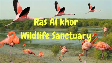 Ras Al Khor Wildlife Sanctuary I Fantastic view of flamingos !!! - YouTube