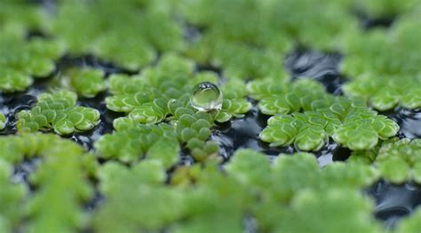 Complete Guide For Azolla Cultivation In India - AKMINDIA