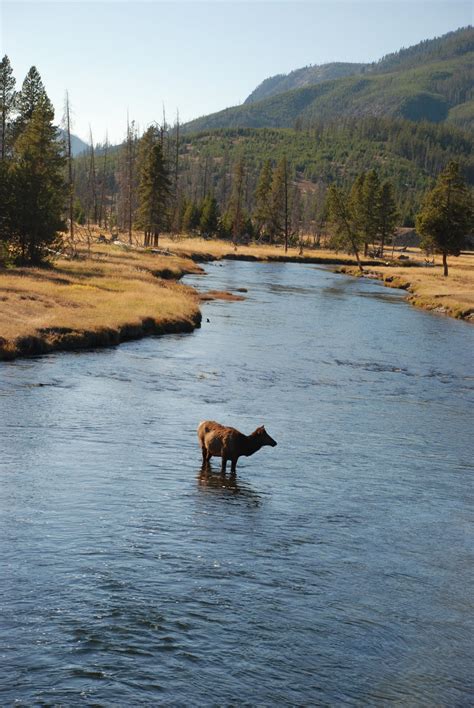 Kitchens Are Monkey Business: October 1. West Yellowstone And Its Critters.