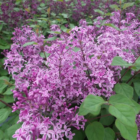 Syringa BLOOMERANG Dark Purple - Buy Lilac Bloomerang Shrubs Online