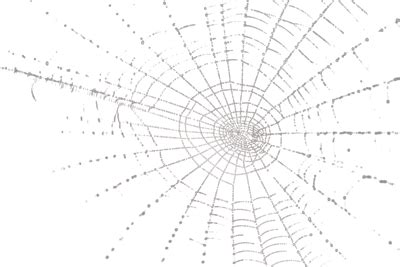 Spider Web PNG, Spider Web Transparent Background - FreeIconsPNG