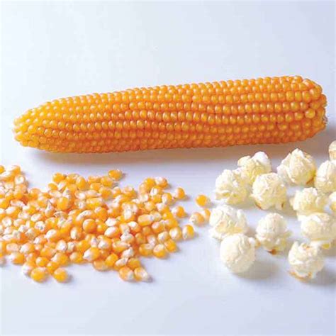 Popcorn on the cob - Petticoats & Pistols