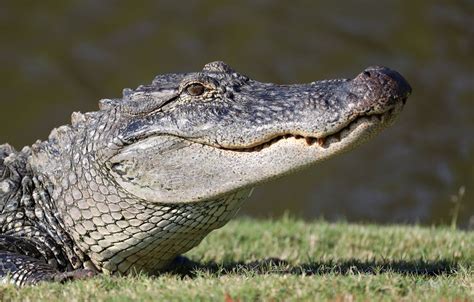 Adopt an Alligator