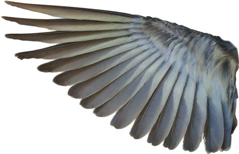 parrot wings png 10 free Cliparts | Download images on Clipground 2024