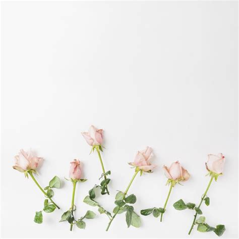 Download Pink Roses On White Background for free | White background instagram, Flower background ...