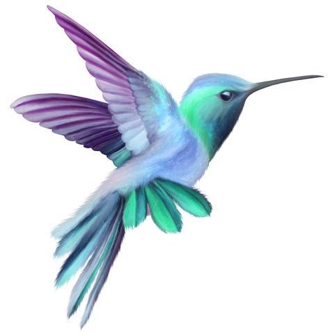 Hummingbird PNG