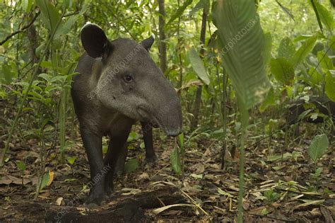 Baird's tapir, Corcovado National Park, Costa Rica - Stock Image - C046 ...