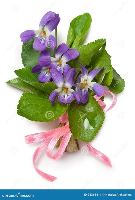 Bouquet of wild violets stock image. Image of color, fresh - 24365411