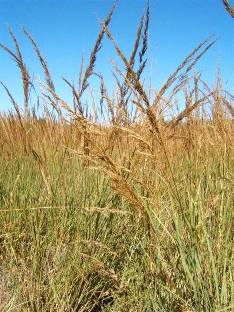 BIG BLUESTEM GRASS Beardgrass Ornamental 50 Seeds | Property Room